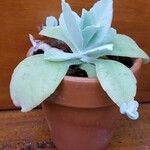 Kalanchoe marmorata Агульны выгляд