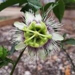 Passiflora edulis Цвят