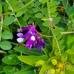 Vicia monantha Fula