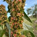 Rumex cristatus Fruit