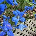 Delphinium grandiflorum 花