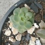 Echeveria australis Leaf