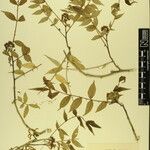 Zanthoxylum oxyphyllum Other