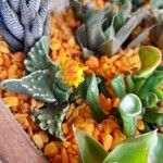 Faucaria tigrina പുഷ്പം