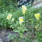 Antirrhinum siculum Flors