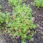 Nepeta grandiflora Hoja