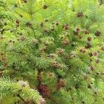 Cunninghamia lanceolata 果實