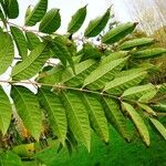 Toona sinensis Leaf