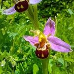Ophrys apifera Floro