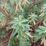 Euphorbia dendroides Leaf