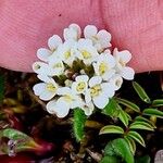 Arabis ciliata Kwiat