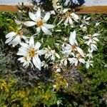 Chiliotrichum diffusum Blüte