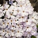 Phlox diffusa Fiore