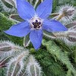 Borago officinalisപുഷ്പം