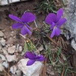 Viola dubyana Flors