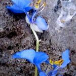 Commelina diffusa Çiçek