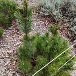 Pinus mugo List