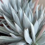 Dudleya densiflora Hoja
