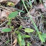 Rumex acetosella Leaf