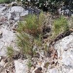 Brachypodium retusum Συνήθη χαρακτηριστικά