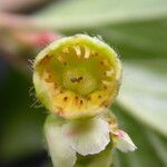 Cotoneaster acuminatus 花