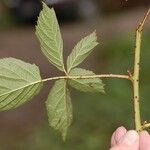 Rubus polonicus Leaf