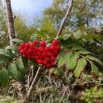 Sorbus aucupariaFruit