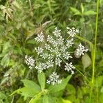 Ammi majusFlower