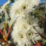 Eucalyptus triflora Flower