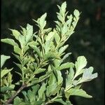 Phyllocladus aspleniifolius Corteza