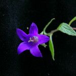 Campanula pallida Квітка