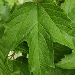 Viburnum sargentii Leaf