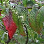 Gonzalagunia hirsuta Leaf