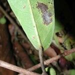 Ficus donnell-smithii बार्क (छाल)