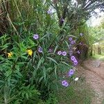 Ruellia simplex Leaf