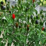 Capsicum annuumFruchs