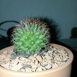 Mammillaria backebergiana Alkat (teljes növény)