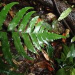 Triplophyllum buchholzii Hoja