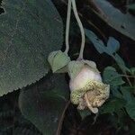 Kohleria tigridia Flower
