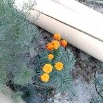 Tagetes erectaVirág