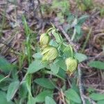 Hypericum cerastoides Ffrwyth