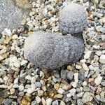 Echinocereus reichenbachii Buveinė