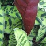 Calathea lancifolia Hoja