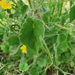 Abutilon mauritianum Ліст