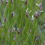 Eleocharis acicularis 花