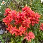 Castilleja miniata Flower