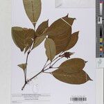 Psychotria brevipuberula Otro