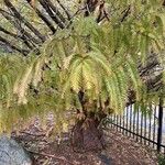 Metasequoia glyptostroboides Листок