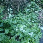 Cardamine asarifolia Mosusu