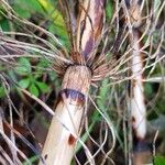 Equisetum telmateia 樹皮